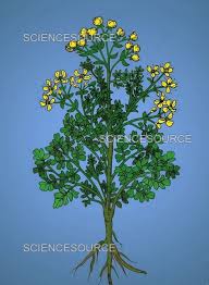 Image result for Ruta graveolens