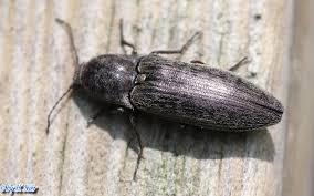 Attēlu rezultāti vaicājumam “Actenicerus sjaelandicus”