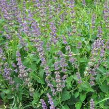 Attēlu rezultāti vaicājumam “Salvia verticillata leaf”
