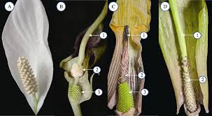 Attēlu rezultāti vaicājumam “Araceae”