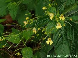 Attēlu rezultāti vaicājumam “Impatiens parviflora”