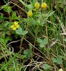 Attēlu rezultāti vaicājumam “Trifolium spadiceum leaf”