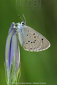 Attēlu rezultāti vaicājumam “Maculinea alcon underside”