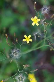 Attēlu rezultāti vaicājumam “Mycelis muralis”