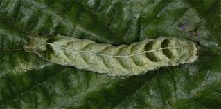 Attēlu rezultāti vaicājumam “Melanchra persicariae”