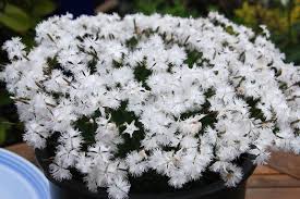 Attēlu rezultāti vaicājumam “Dianthus arenarius”