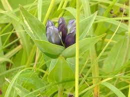 Attēlu rezultāti vaicājumam “Gentiana cruciata bud”