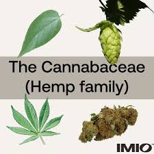 Attēlu rezultāti vaicājumam “Cannabaceae”