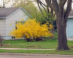 Attēlu rezultāti vaicājumam “Forsythia”