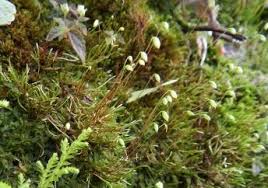 Attēlu rezultāti vaicājumam “Blepharostoma trichophyllum sporophyte”