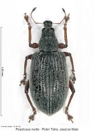 Attēlu rezultāti vaicājumam “Polydrusus mollis”