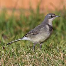 Attēlu rezultāti vaicājumam “Motacillidae”