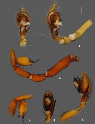 Attēlu rezultāti vaicājumam “Jalla dumosa imago”