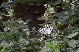 Attēlu rezultāti vaicājumam “Rubus plicatus”