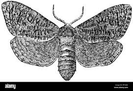 Attēlu rezultāti vaicājumam “Cossidae”