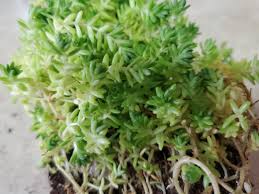 Image result for Sedum acre