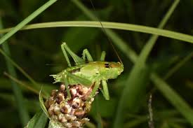 Attēlu rezultāti vaicājumam “Tettigonia cantans”