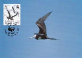 Image result for Fregata aquila