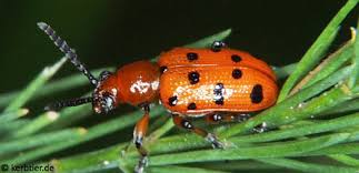 Attēlu rezultāti vaicājumam “Hypocaccus rugiceps”