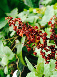 Attēlu rezultāti vaicājumam “Rumex hydrolapathum”