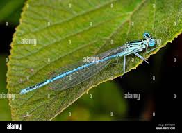 Attēlu rezultāti vaicājumam “Platycnemis pennipes male”