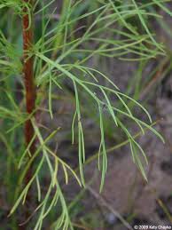Attēlu rezultāti vaicājumam “Artemisia campestris bud”