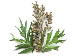 Attēlu rezultāti vaicājumam “Artemisia vulgaris bud”