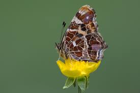 Attēlu rezultāti vaicājumam “Araschnia levana upperside”