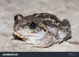 Attēlu rezultāti vaicājumam “Pelobates fuscus”