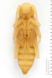 Attēlu rezultāti vaicājumam “Plagionotus detritus imago”