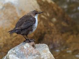 Attēlu rezultāti vaicājumam “Cinclus cinclus”