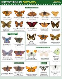 Attēlu rezultāti vaicājumam “Oeneis jutta underside”