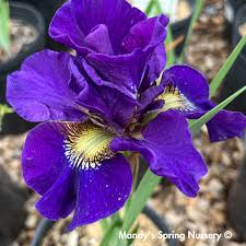 Attēlu rezultāti vaicājumam “Iris sibirica flower”