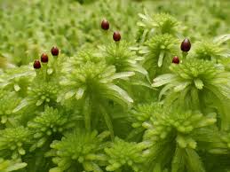 Attēlu rezultāti vaicājumam “Sphagnum girgensohnii”