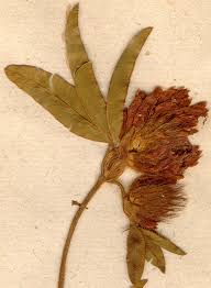 Attēlu rezultāti vaicājumam “Trifolium alpestre leaf”