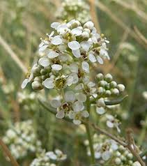 Attēlu rezultāti vaicājumam “Lepidium densiflorum flower”