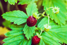 Attēlu rezultāti vaicājumam “Rosaceae”