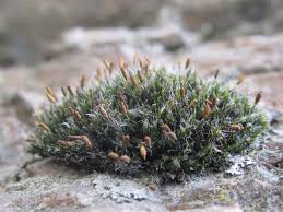 Attēlu rezultāti vaicājumam “Grimmia pulvinata sporophyte”