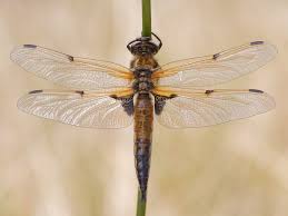 Attēlu rezultāti vaicājumam “Libellula quadrimaculata”