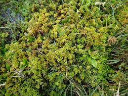 Attēlu rezultāti vaicājumam “Sphagnum inundatum”