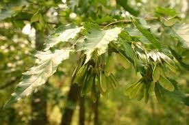 Attēlu rezultāti vaicājumam “Acer tataricum leaf”