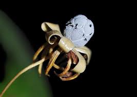 Attēlu rezultāti vaicājumam “Lamproderma nigrescens stalked”