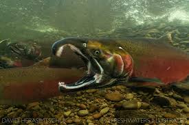 Image result for Oncorhynchus