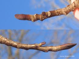 Attēlu rezultāti vaicājumam “Liriodendron tulipifera bud”