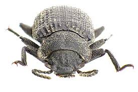 Attēlu rezultāti vaicājumam “Bolitophagus reticulatus”