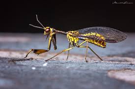 Attēlu rezultāti vaicājumam “Neuroptera”