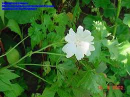 Attēlu rezultāti vaicājumam “Malva moschata alba fruit”