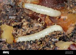 Attēlu rezultāti vaicājumam “Plodia interpunctella”