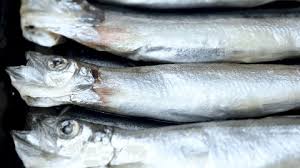 Image result for Crenimugil seheli