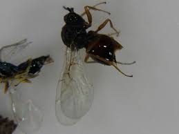 Attēlu rezultāti vaicājumam “Aulacidea hieracii”